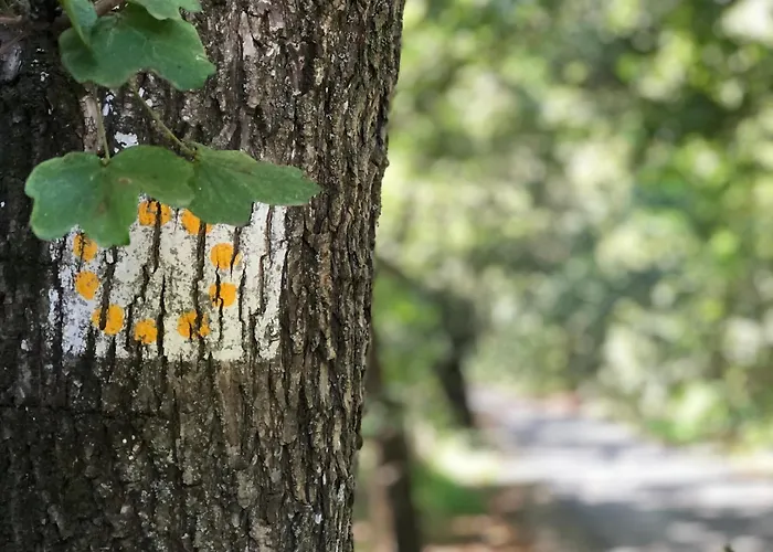 Felhofeszek Vendeghaz *